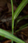 Spiderwort